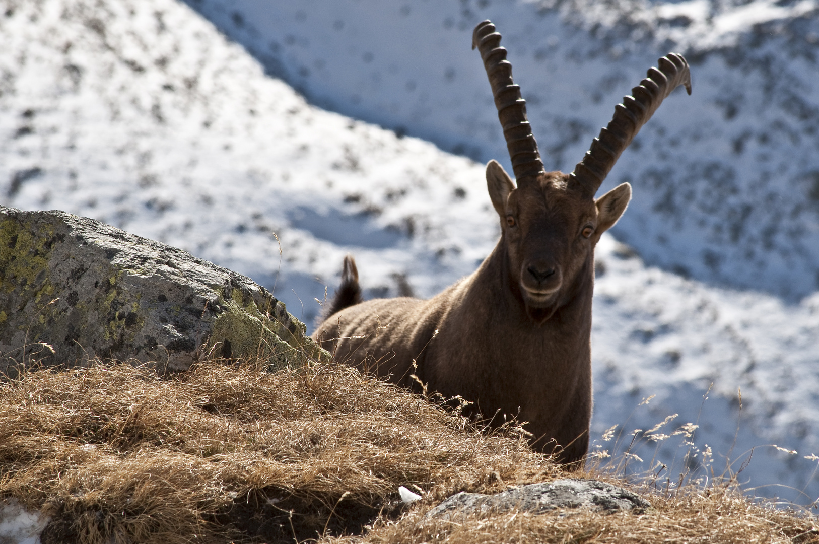 Neugieriger Steinbock kurz vor Wintereinbruch