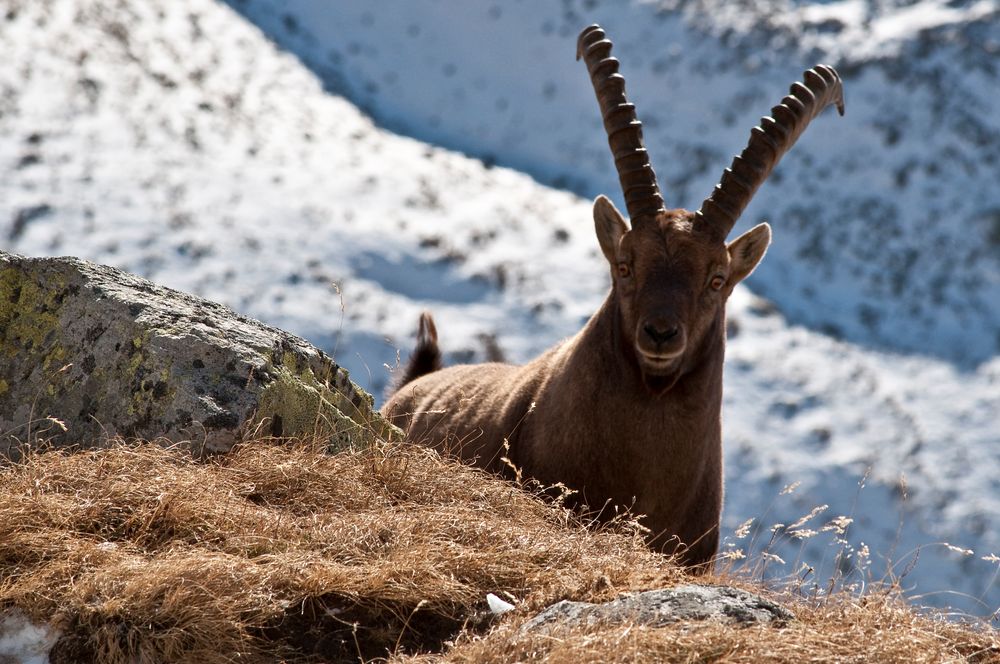 Neugieriger Steinbock kurz vor Wintereinbruch