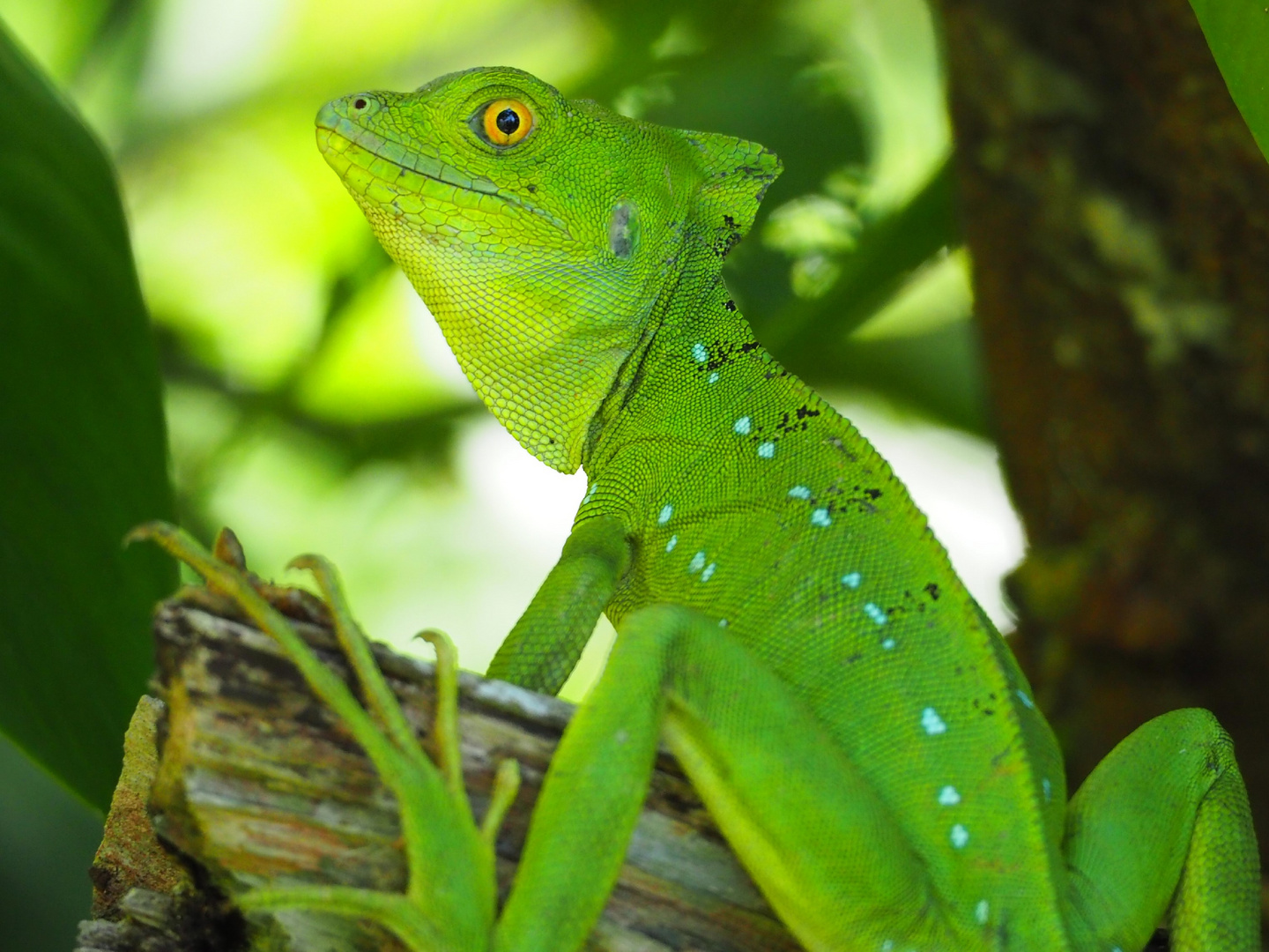 neugieriger Steinlappenbasilisk aus Costa Rica