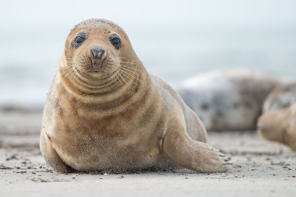 Neugieriger Strandnachbar