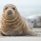 Neugieriger Strandnachbar