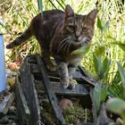 Neugieriger Tiger im Garten