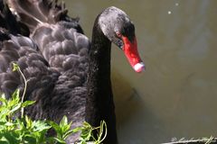 Neugieriger Trauerschwan