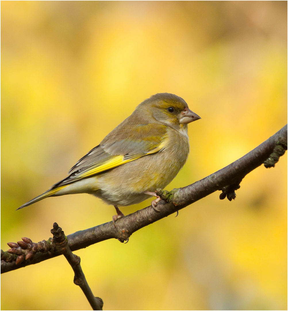 Neugieriger Vogel