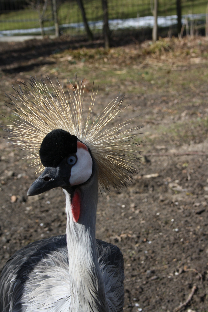 neugieriger Vogel.