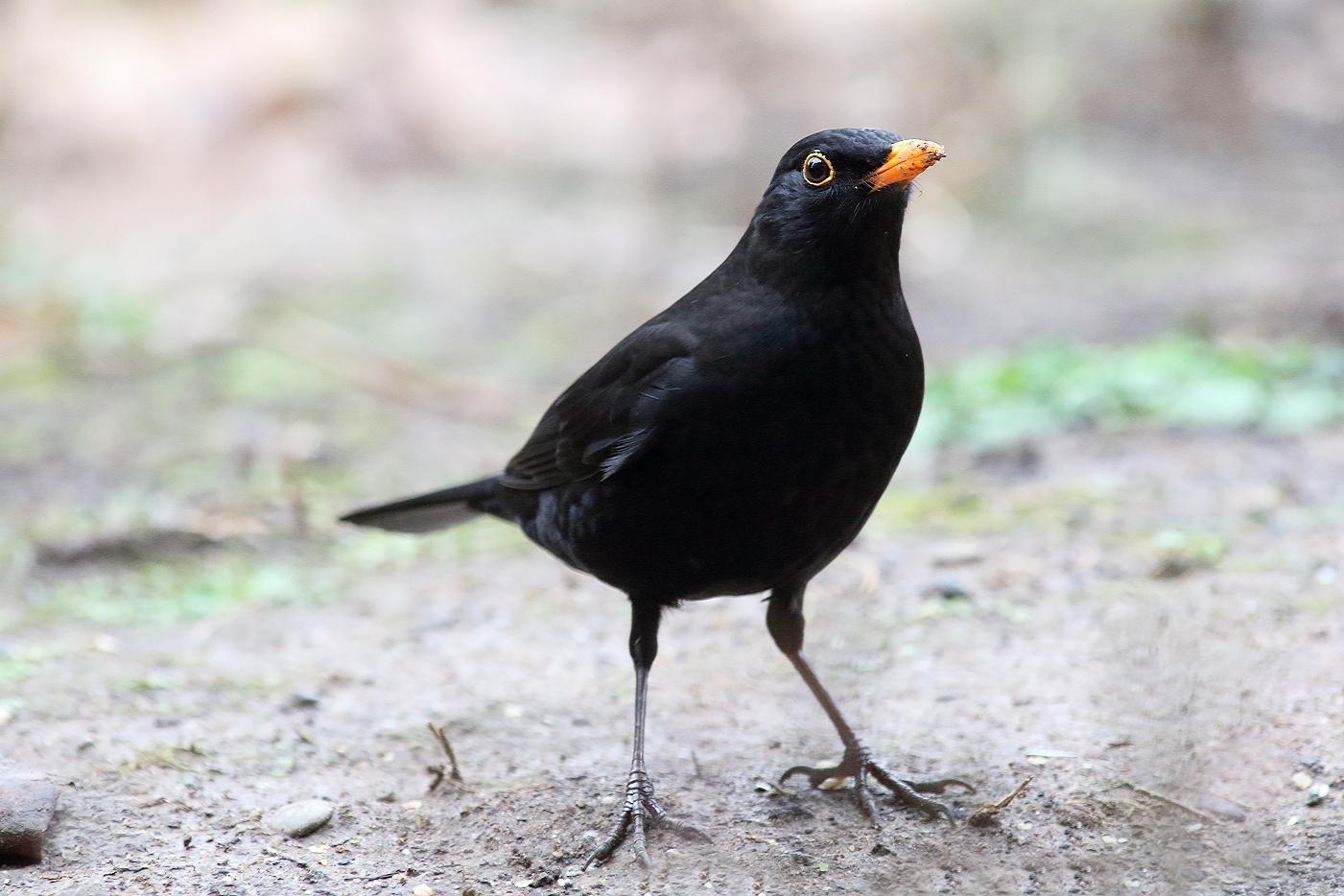 Neugieriger Vogel