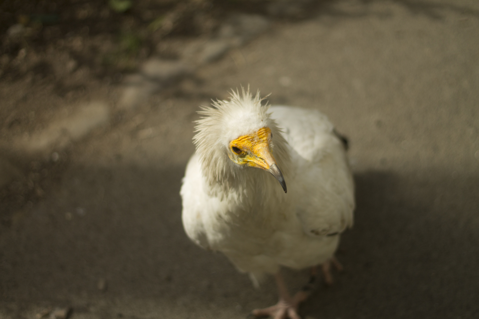 Neugieriger Vogel