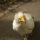 Neugieriger Vogel