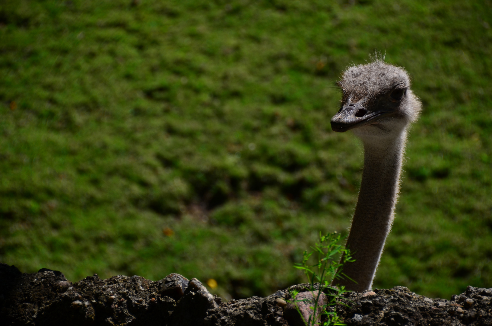 Neugieriger Vogel im Berliner Zoo