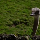 Neugieriger Vogel im Berliner Zoo