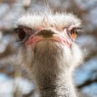 Neugieriger Vogel Strauß