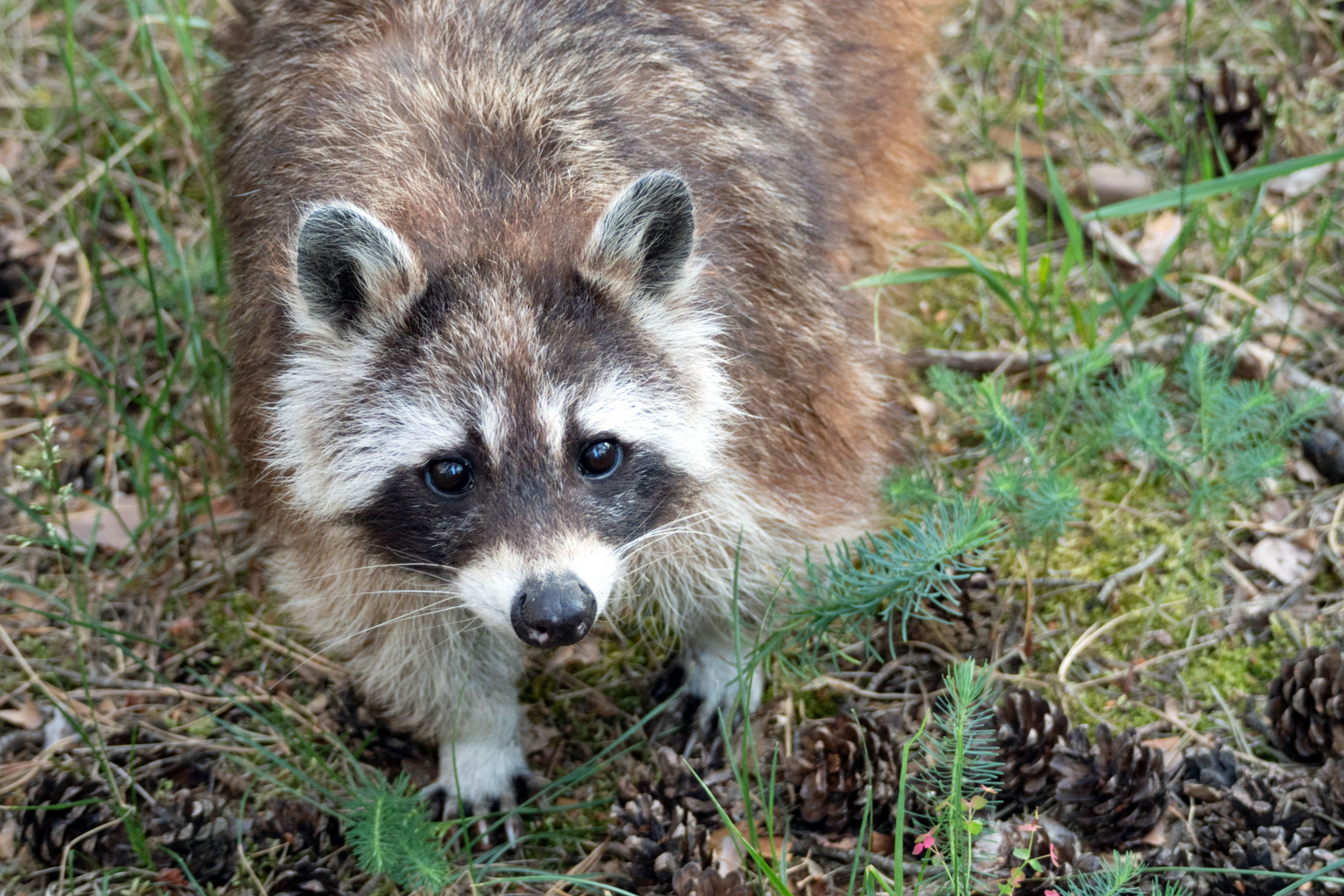 Neugieriger Waschbär