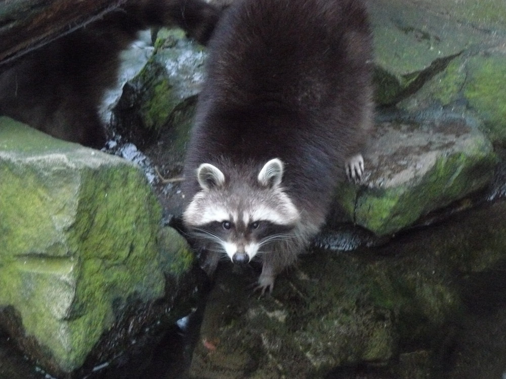 neugieriger Waschbär