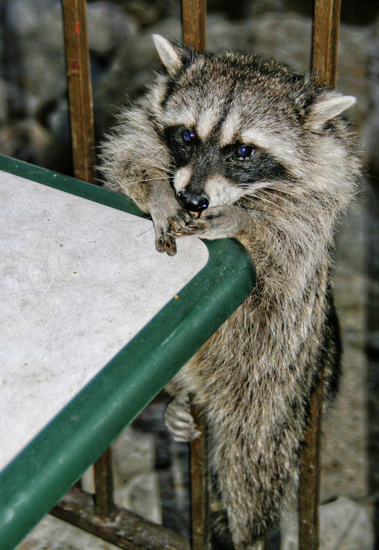 Neugieriger Waschbär