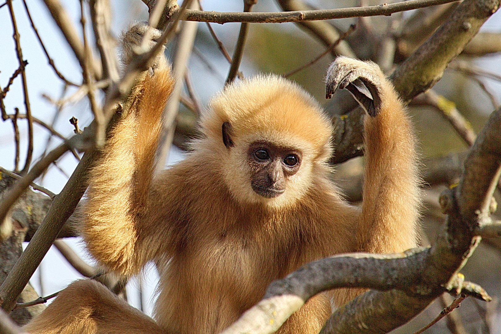 Neugieriger Weißhandgibbon