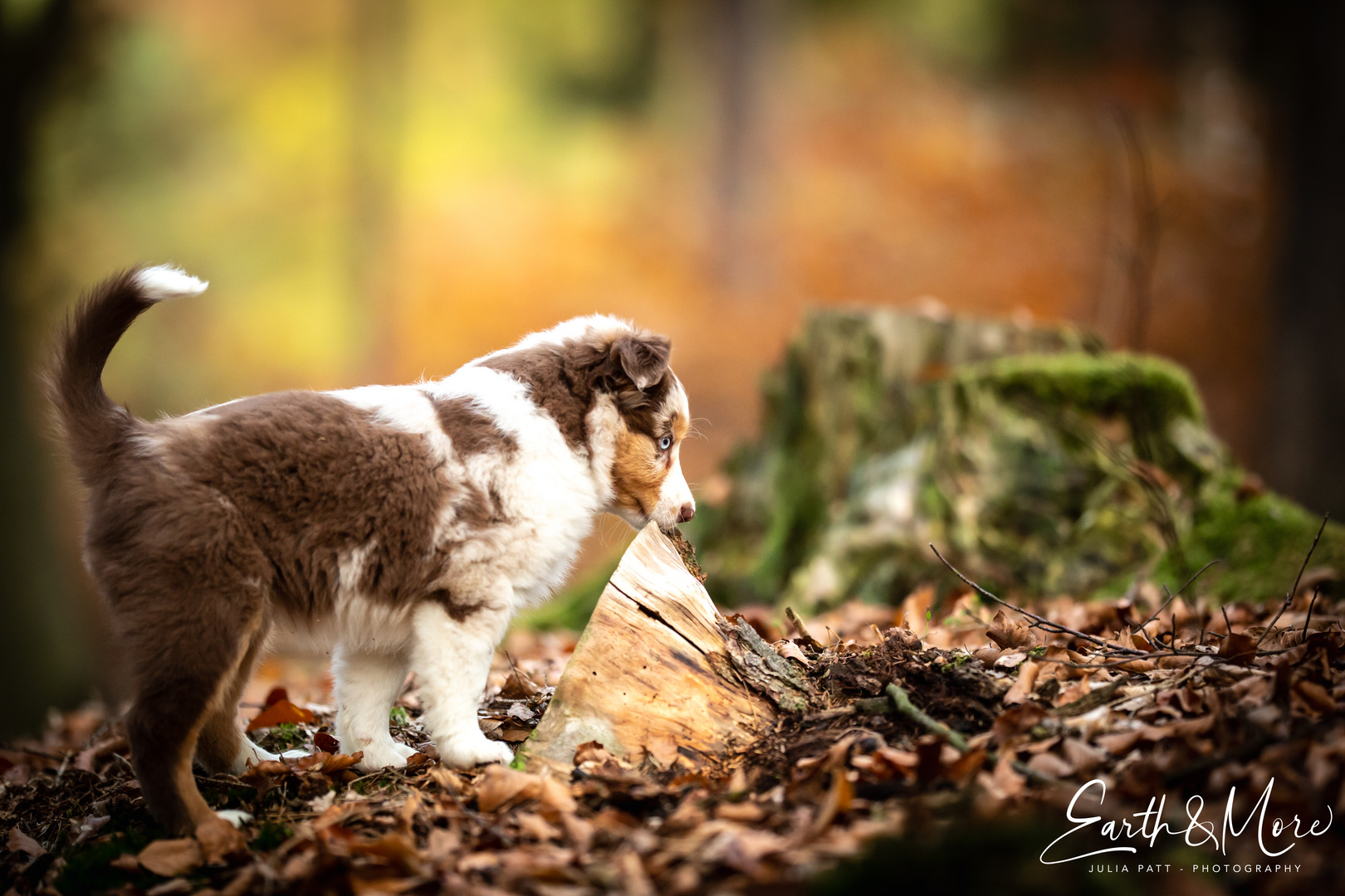 Neugieriger Welpe im Wald