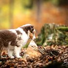 Neugieriger Welpe im Wald