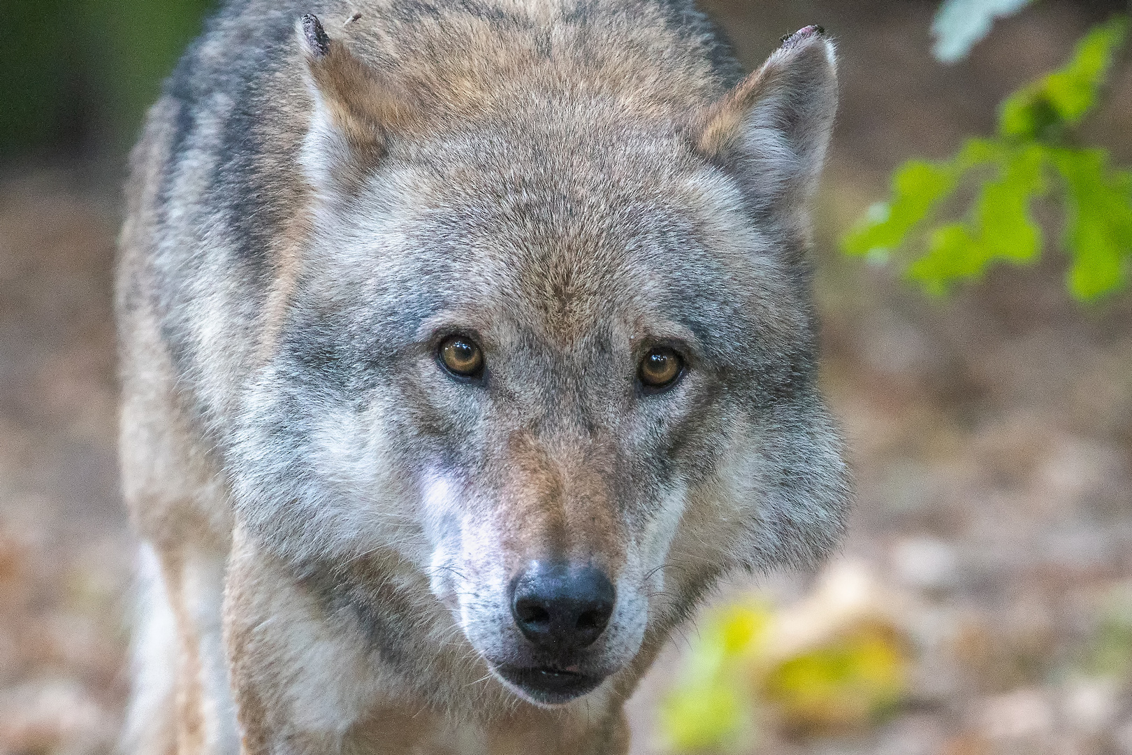 neugieriger Wolf