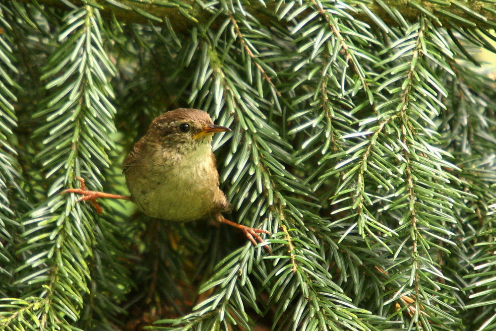 Neugieriger Zaunkönig (Troglodytes troglodytes )