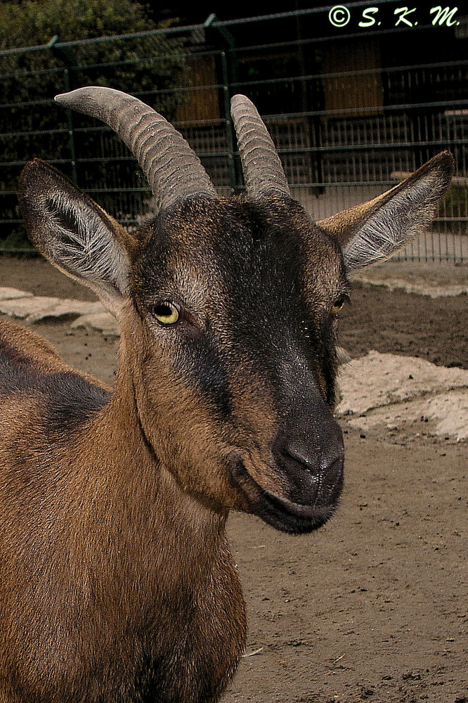 Neugieriger Ziegenbock