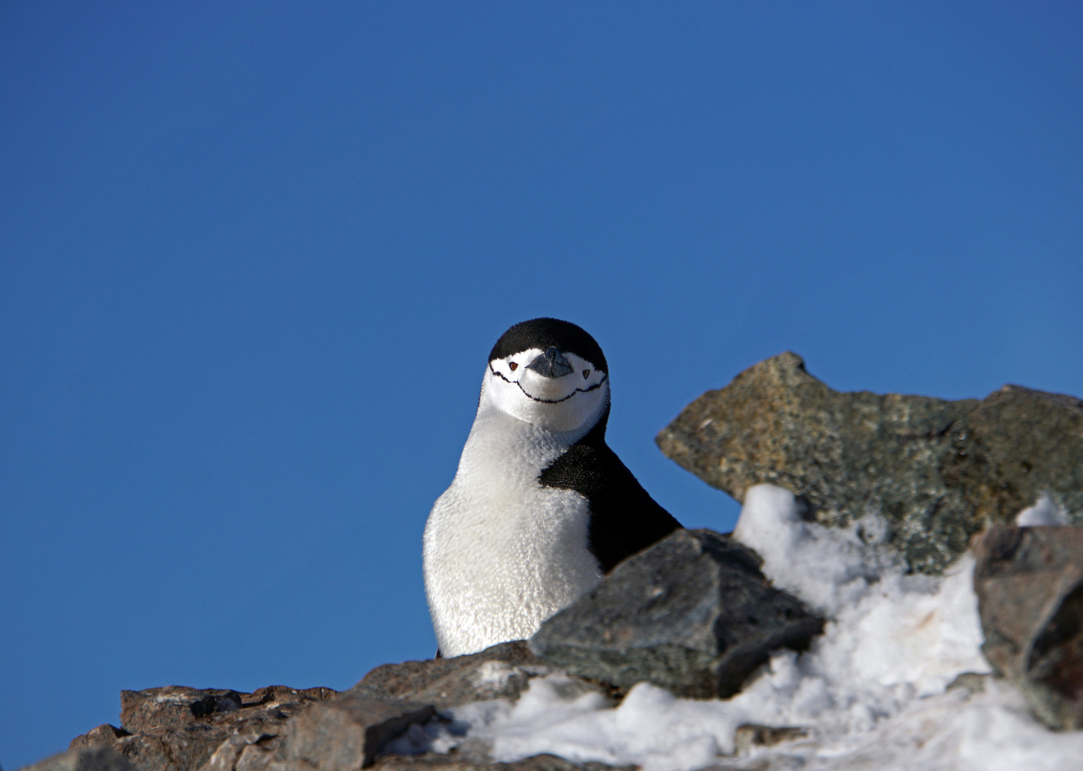 Neugieriger Zügelpinguin