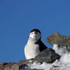 Neugieriger Zügelpinguin