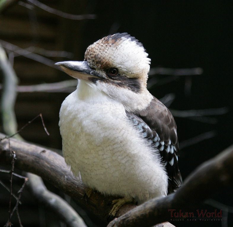 Neugieriger,aufmerksamer Kookaburra