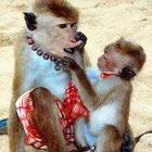 neugieriges Affenbaby