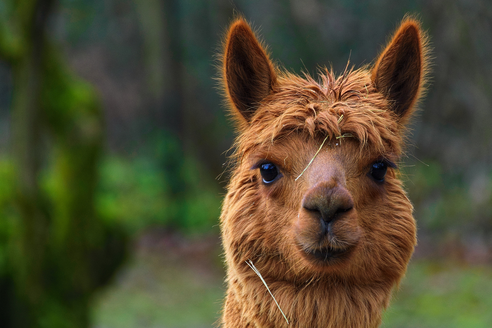 Alpaka Bild Zum Ausdrucken: Capture the Essence of the Andes
