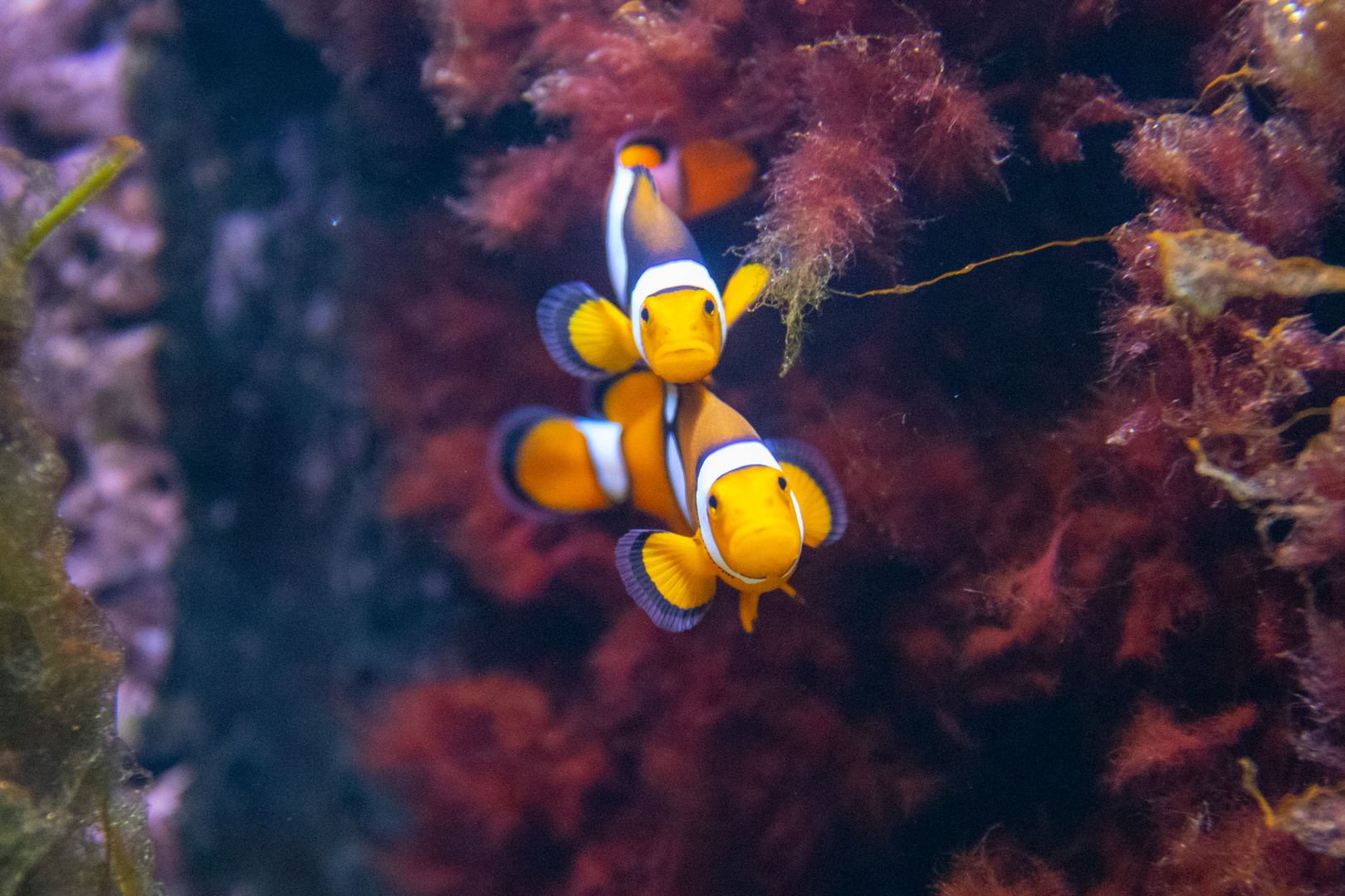 Neugieriges Anemonenfischpärchen