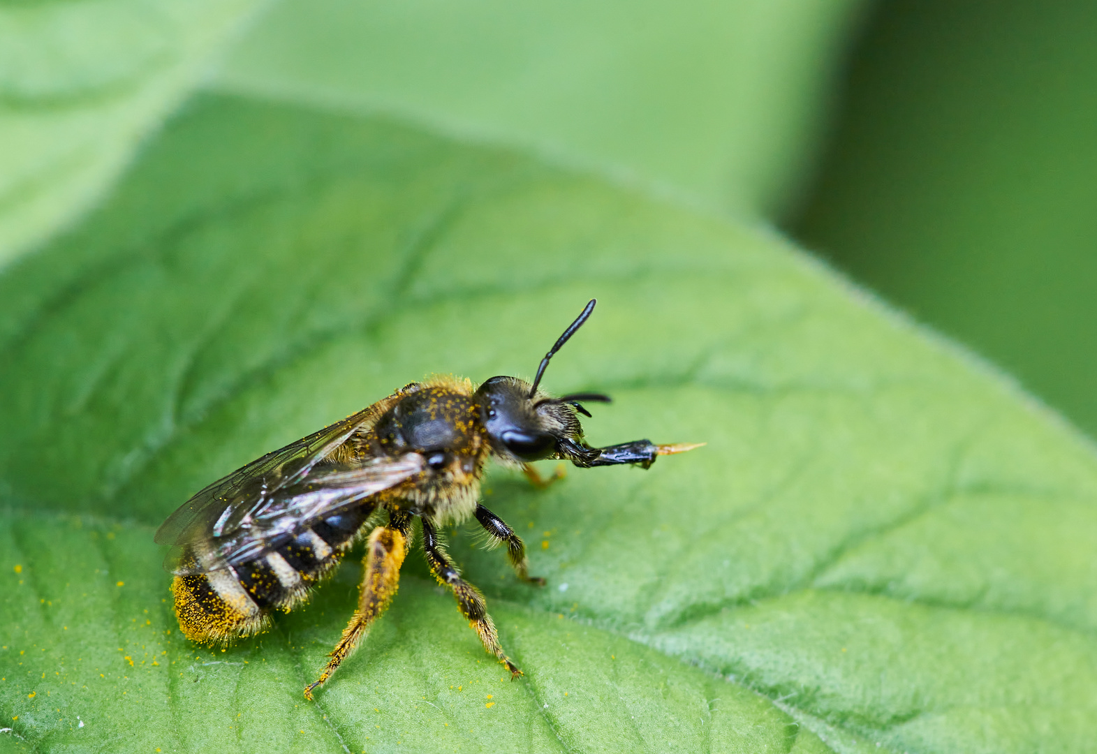 Neugieriges Bienchen 