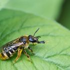 Neugieriges Bienchen 