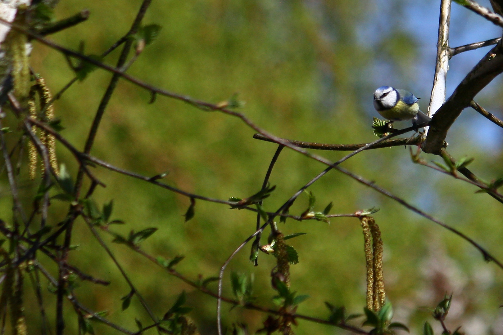 Neugieriges Blaumeisel