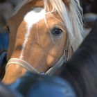 Neugieriges Blondie