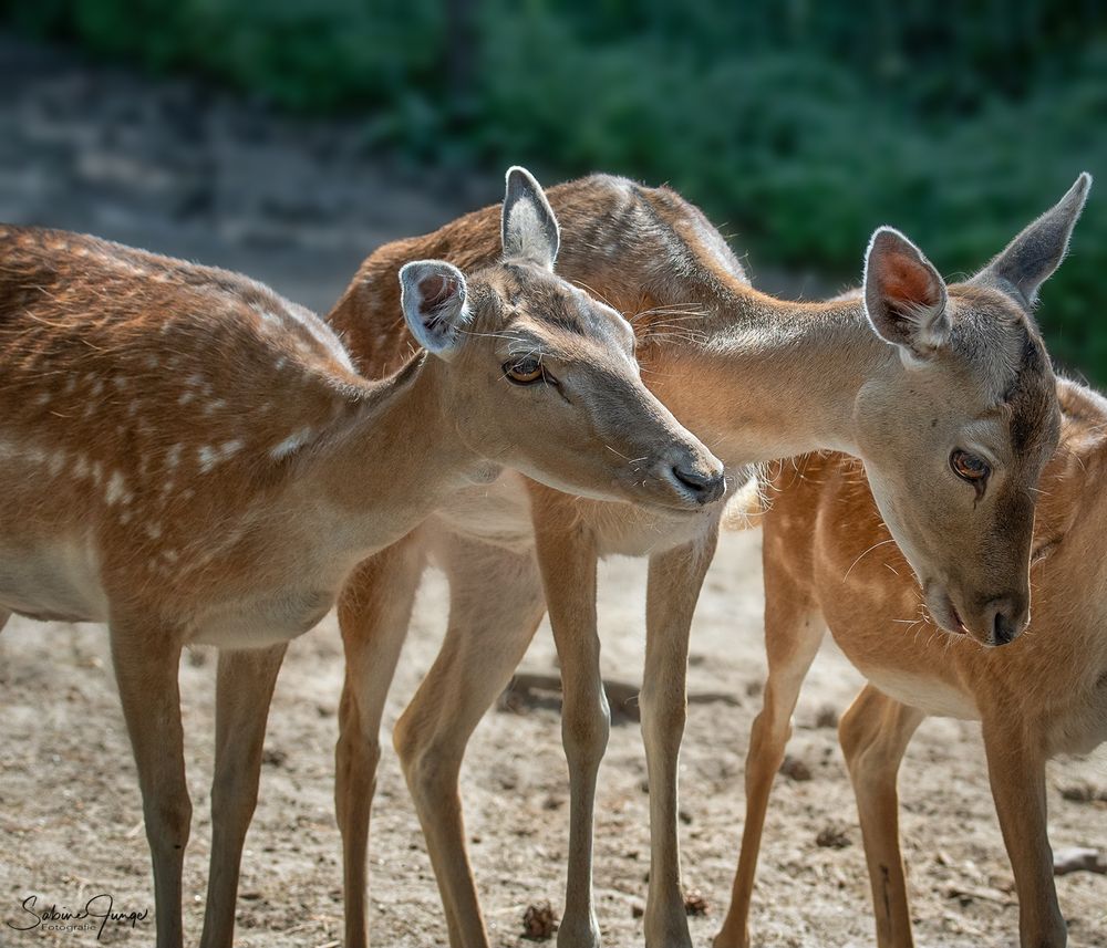 Neugieriges Damwild