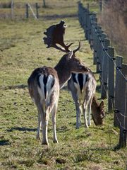 Neugieriges Damwild