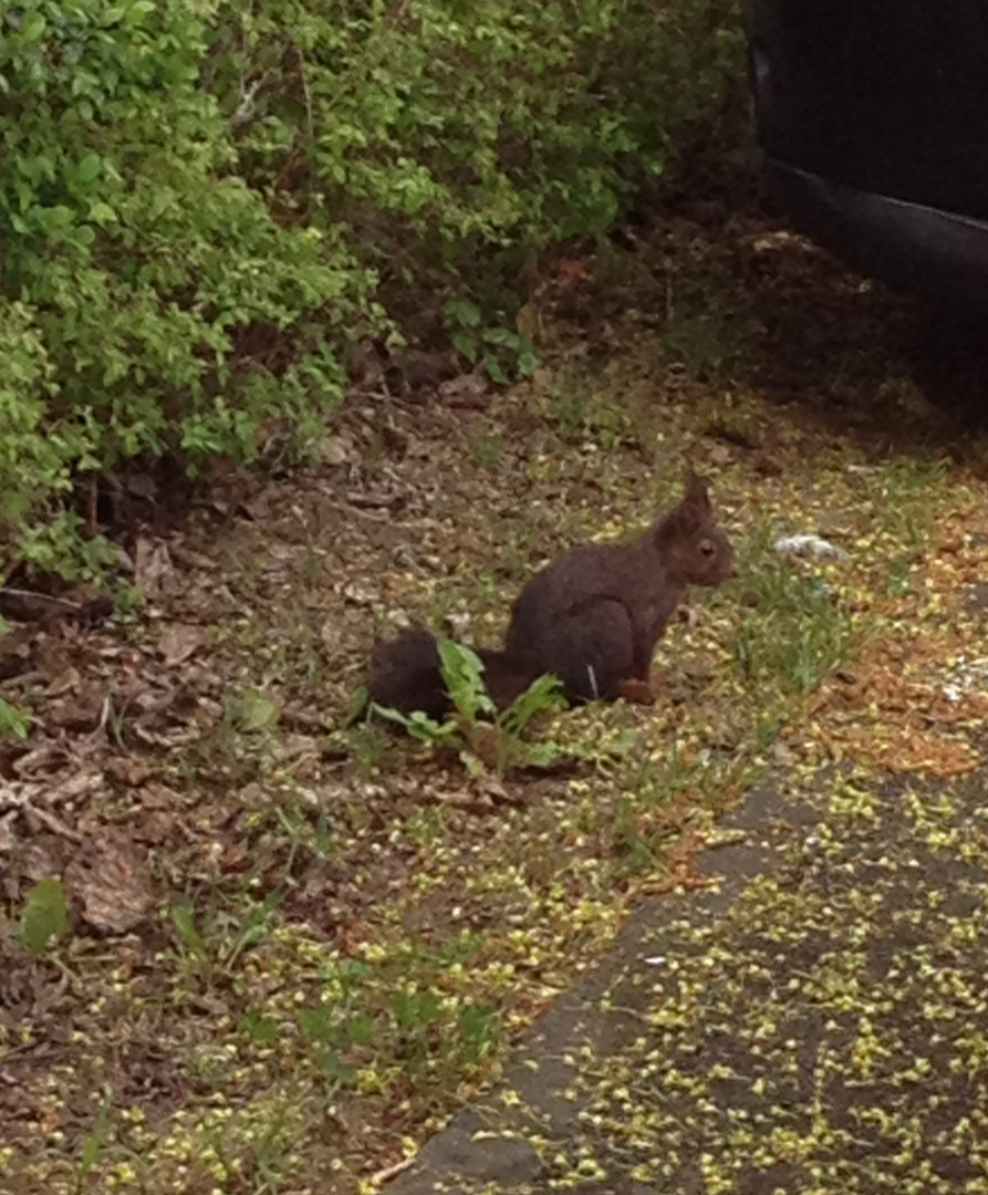 Neugieriges Eichhörnchen