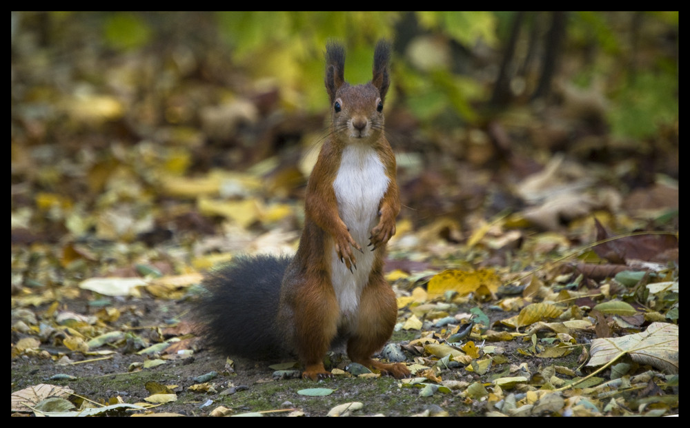 Neugieriges Eichhörnchen