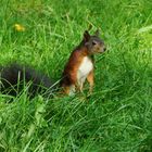 Neugieriges Eichhörnchen