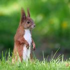 neugieriges Eichhörnchen..