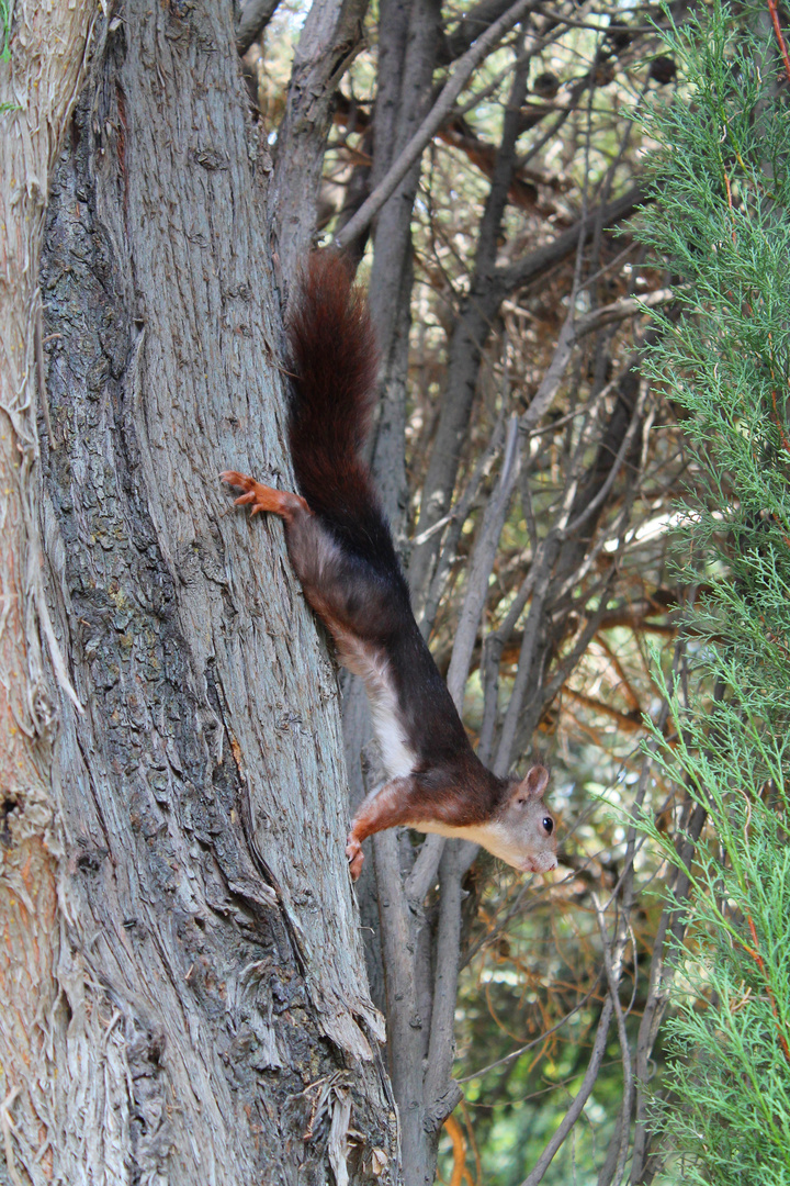 neugieriges Eichhörnchen