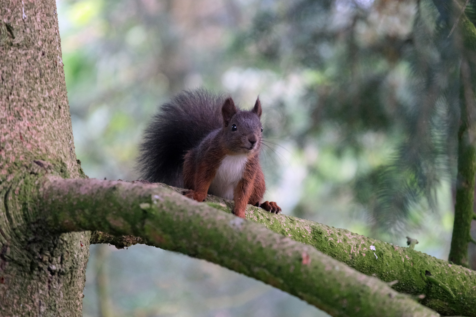 neugieriges Eichhörnchen