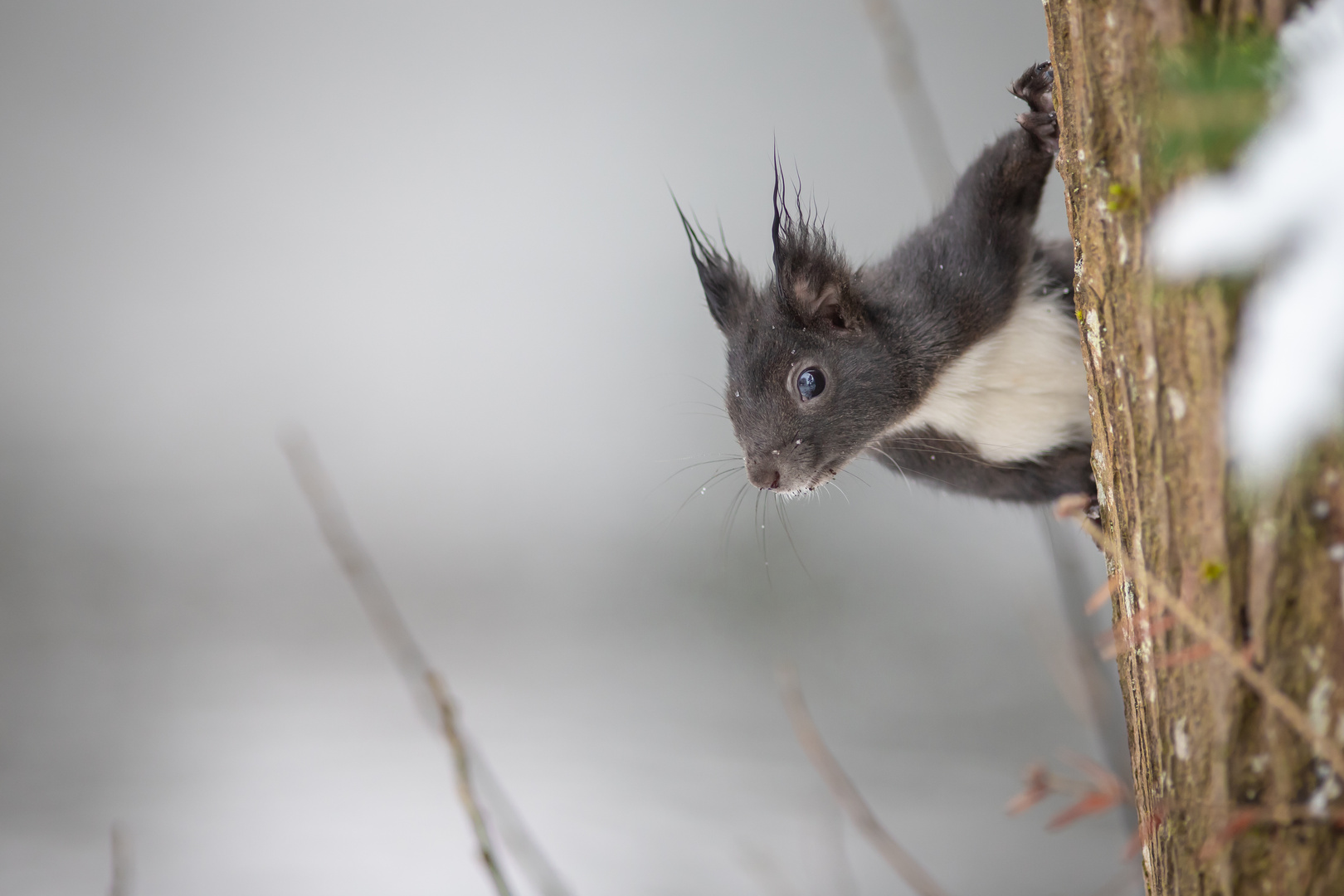 Neugieriges Eichhörnchen