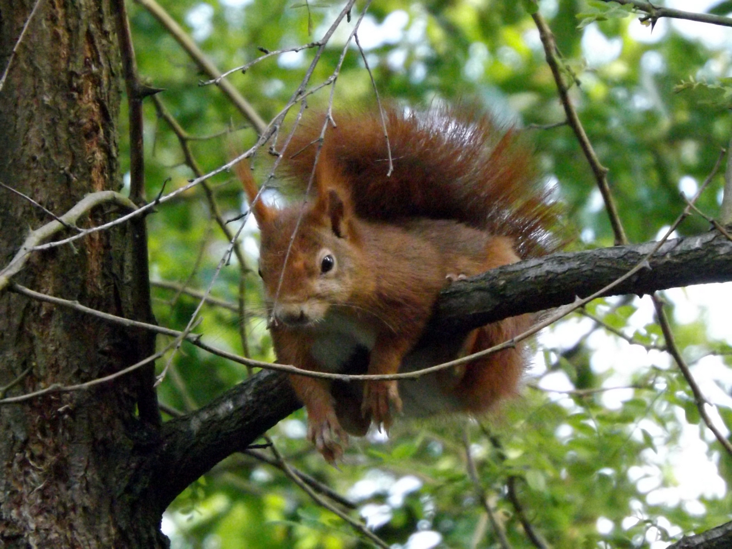 neugieriges Eichhörnchen