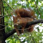 neugieriges Eichhörnchen