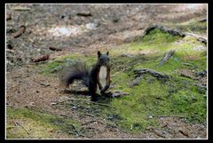 Neugieriges Eichhörnchen