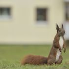 neugieriges Eichhörnchen