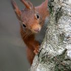 Neugieriges Eichhörnchen