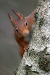 Neugieriges Eichhörnchen