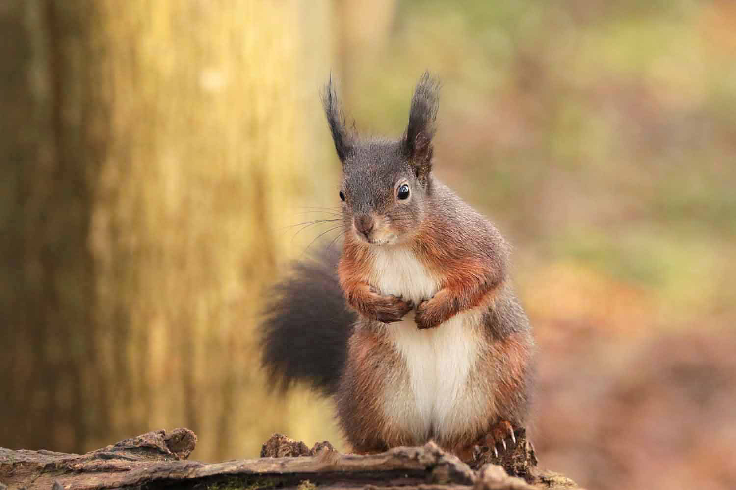 Neugieriges Eichhörnchen...